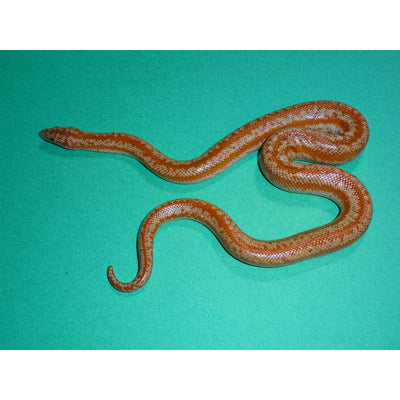 San Matias Rosy Boas