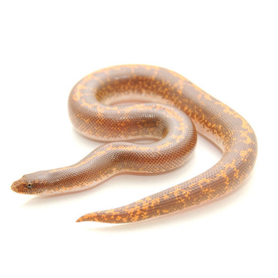 Striped Rufescens x Kenyan Sand Boa