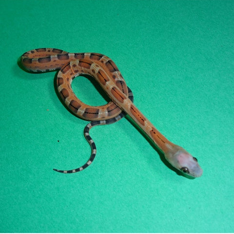 Scaleless Texas Rat Snakes