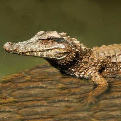 Dwarf Caimans