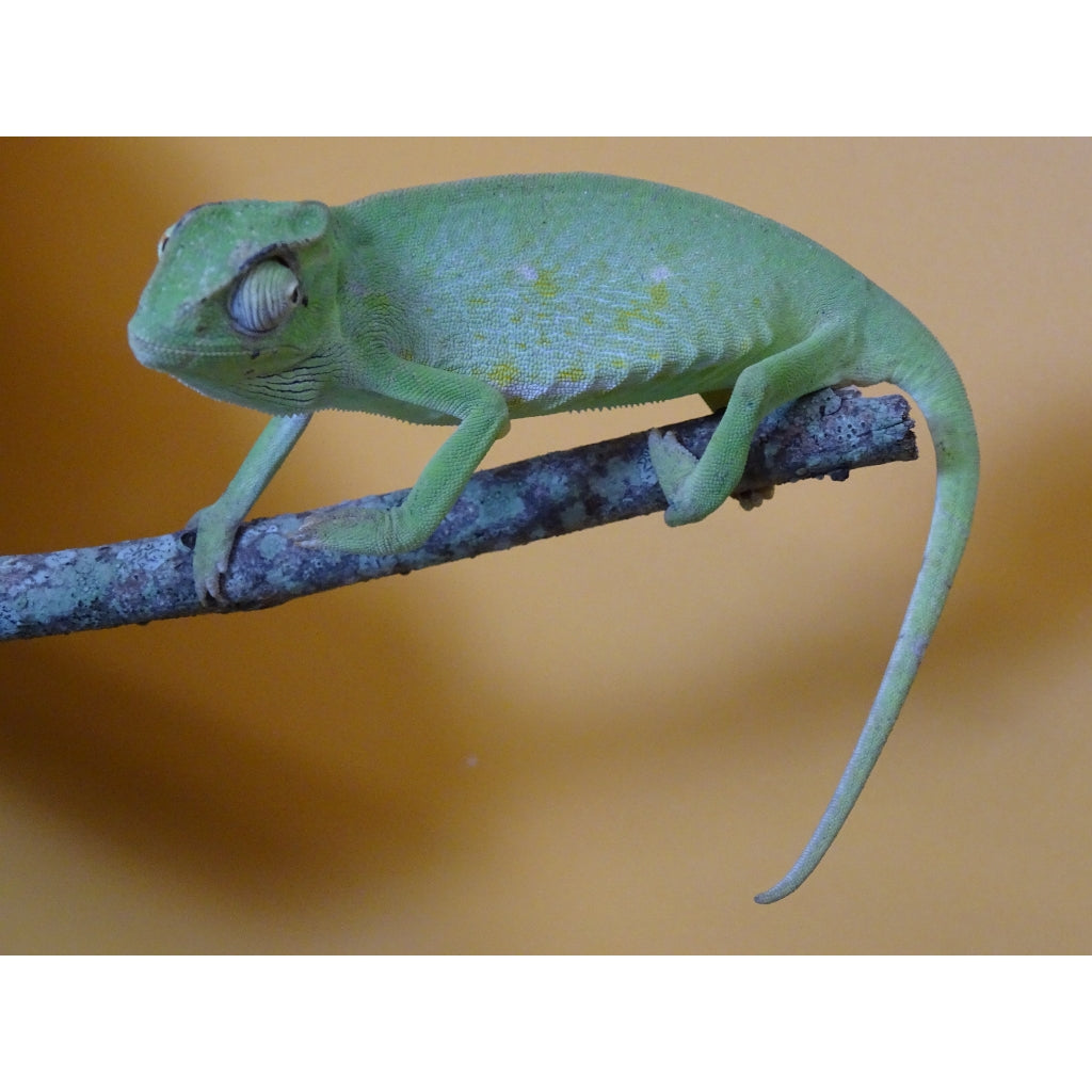 Chameleon Exotic Reptile Shops Near Me Yellow Body Blue Bar