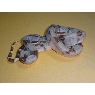 Sunglow Red Pastel Sharp Boas