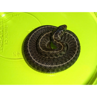 Short-Tail Alpine Garter Snakes