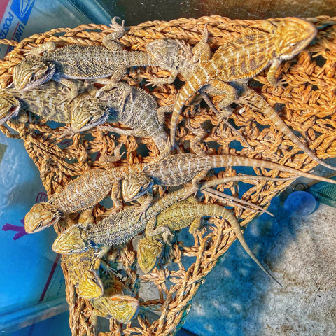 Citrus Trans & Leatherback Bearded Dragons (Small Clutch Projects)