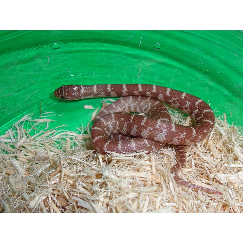 Snow King Snake
