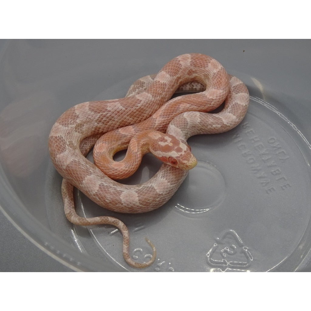 Strawberry Snow Corn Snake