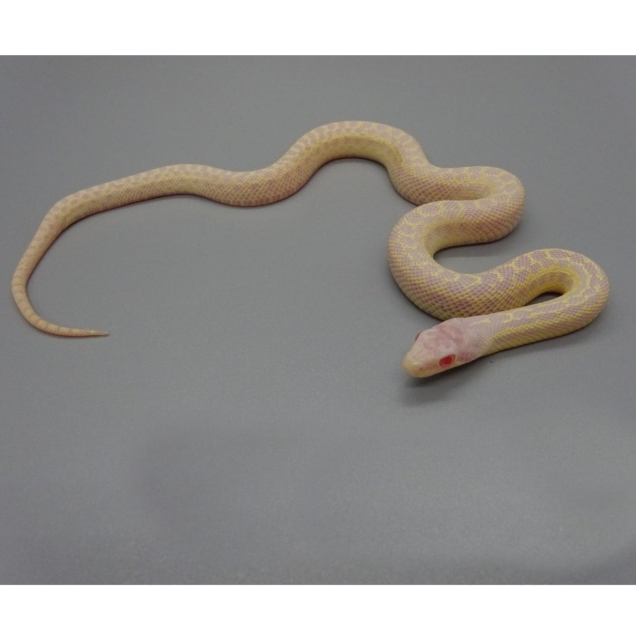 Buy Snow Gopher Snakes | Big Apple Herp
