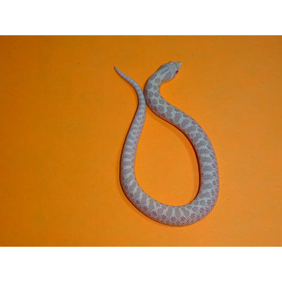 Snow Western Hognose Snakes