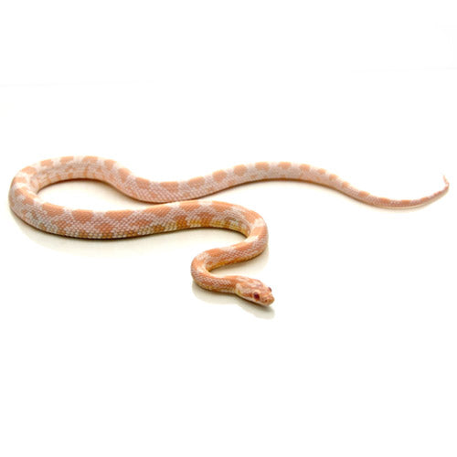 Corn snake price range Clearance