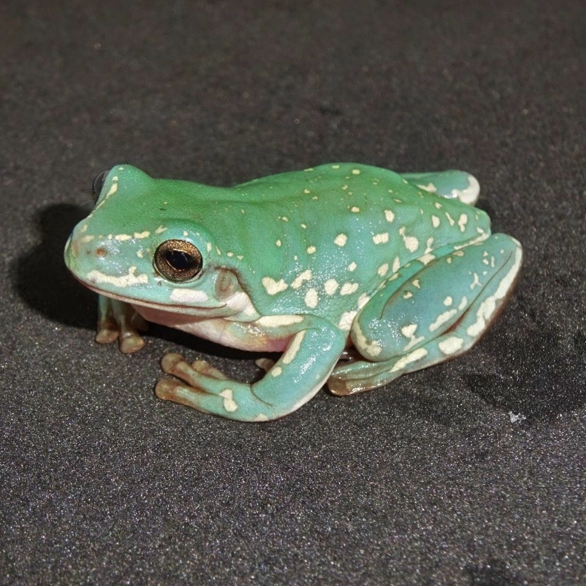 Whites Tree Frog Care whites-tree-frog-care