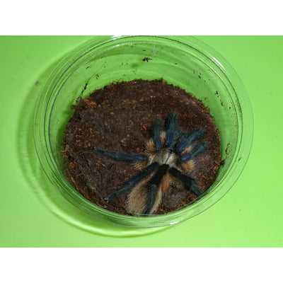 Socotra Island Blue Tarantulas