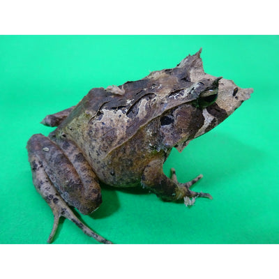 Solomon Island Eyelash Frogs