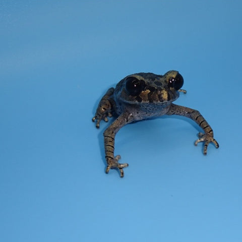 Southern Asian Spadefoot Toads