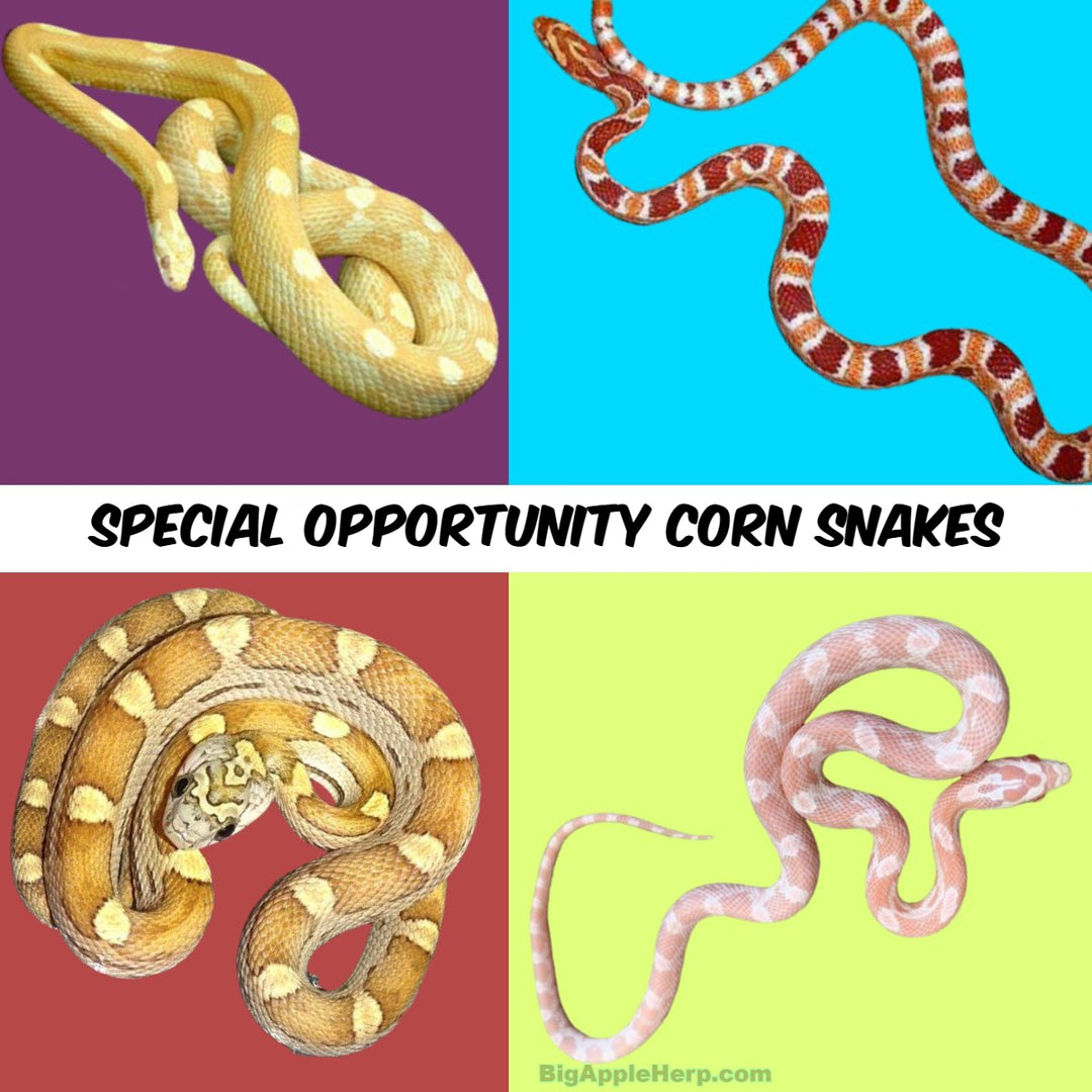Corn Snake Morphs Chart Corn Snake Morphs Reptile Forums