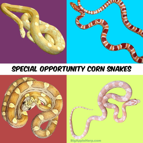 Special Offer - ADULT Corn Snakes