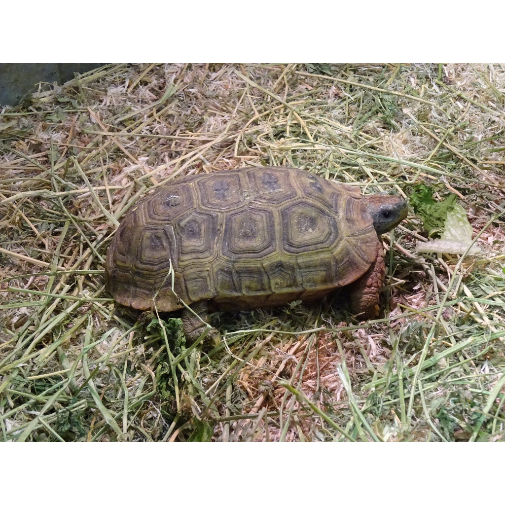 SpecksHingeBackTortoiseforsale