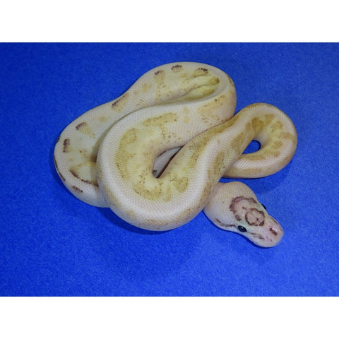 Spider Puma Ball Pythons