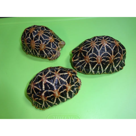 Indian Star Tortoises