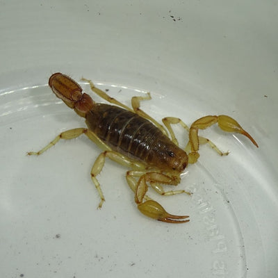 Striped Devil Scorpions