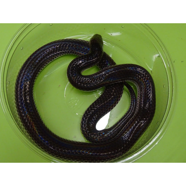 Sunbeam Python Sunbeam Snakes for Sale | Xenopeltis unicolor | Big Apple Herp