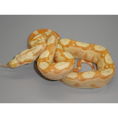 Colombian Red Tail Boas – Big Apple Pet Supply