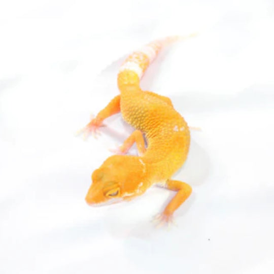 Leopard Geckos for sale | Big Apple Herp
