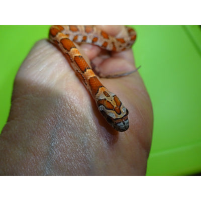 Sunkissed Corn Snakes