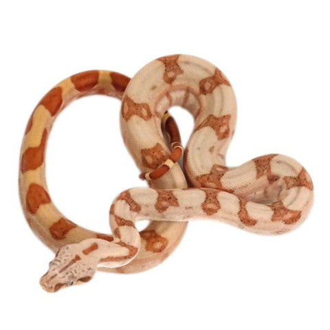 Sunset Red Tail Boas