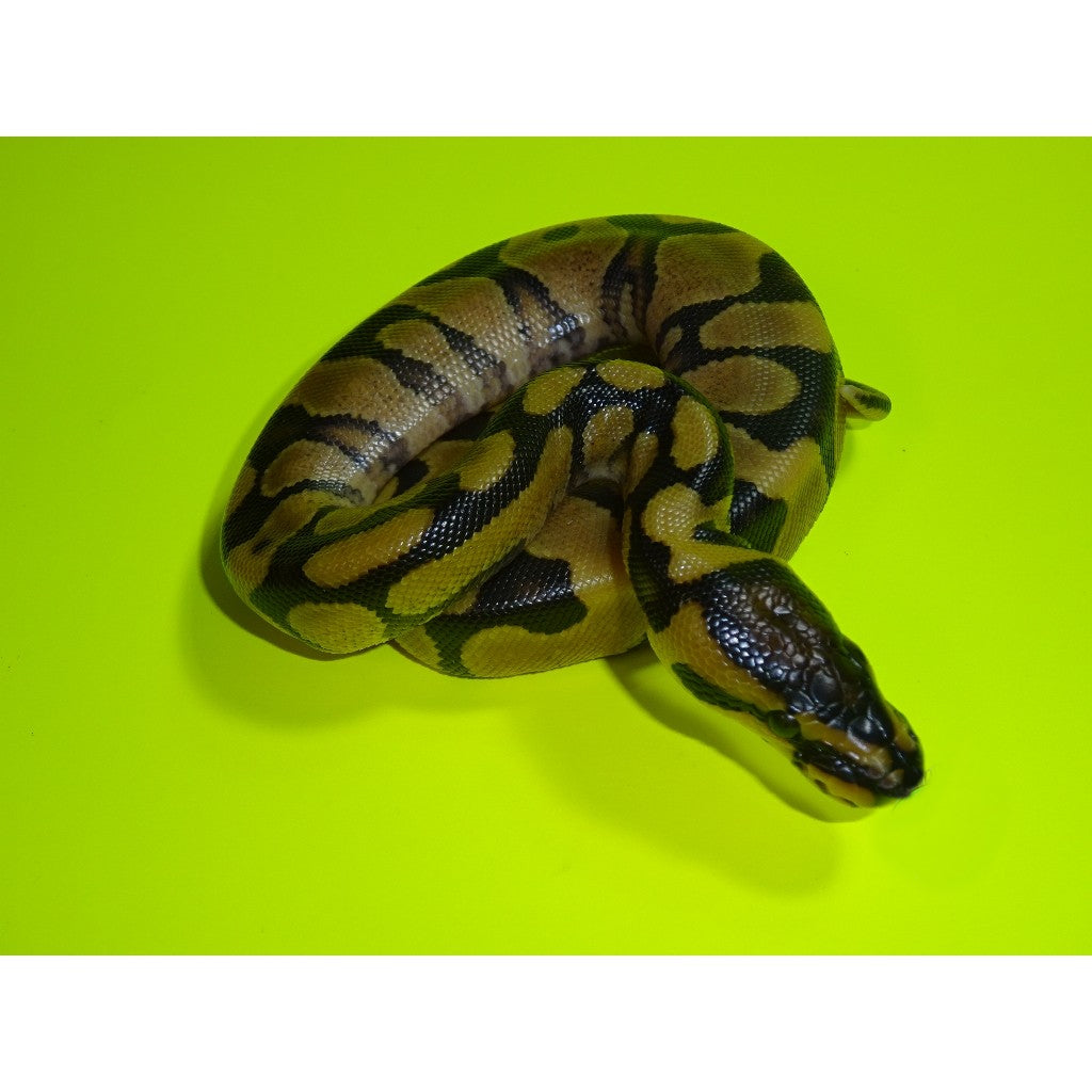 Enchie Python Enchi Ball Python