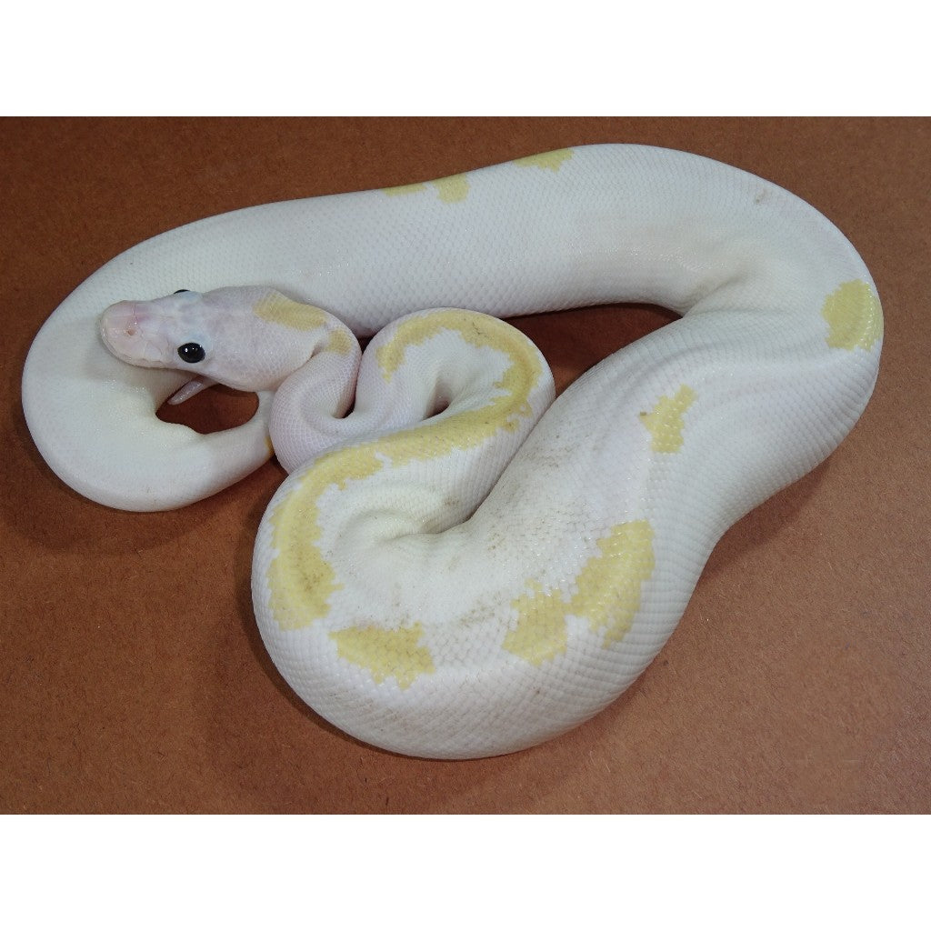 Pastel Super Fire Ball Python