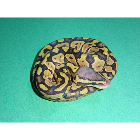 Python Sterling Stapler Sterling Pastel Ball Python