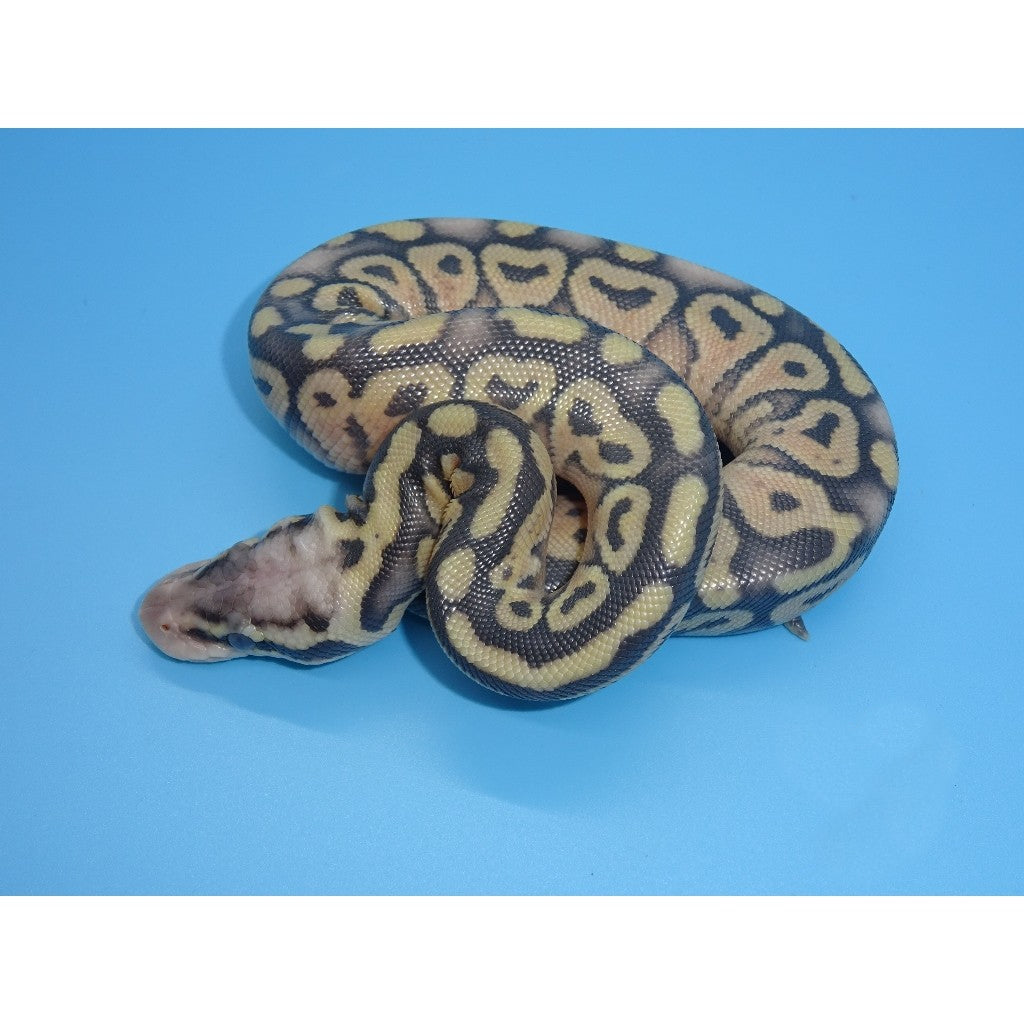 Super Pastel Spider Ball Python Super Pastel Ball Python Morph: Info,