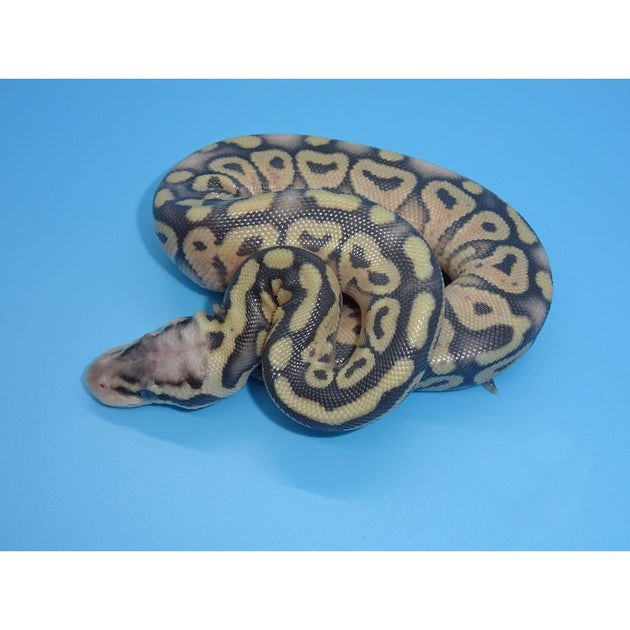 Mocha Super Pastel Ball Pythons | Big Apple Herp