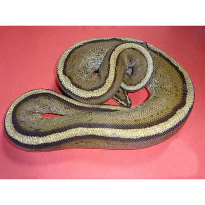 Super Stripe Ball Pythons