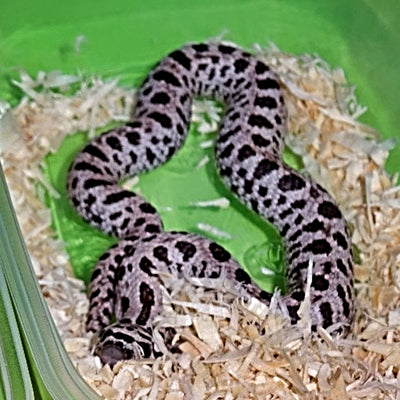 Super Artic Western Hognose Snakes