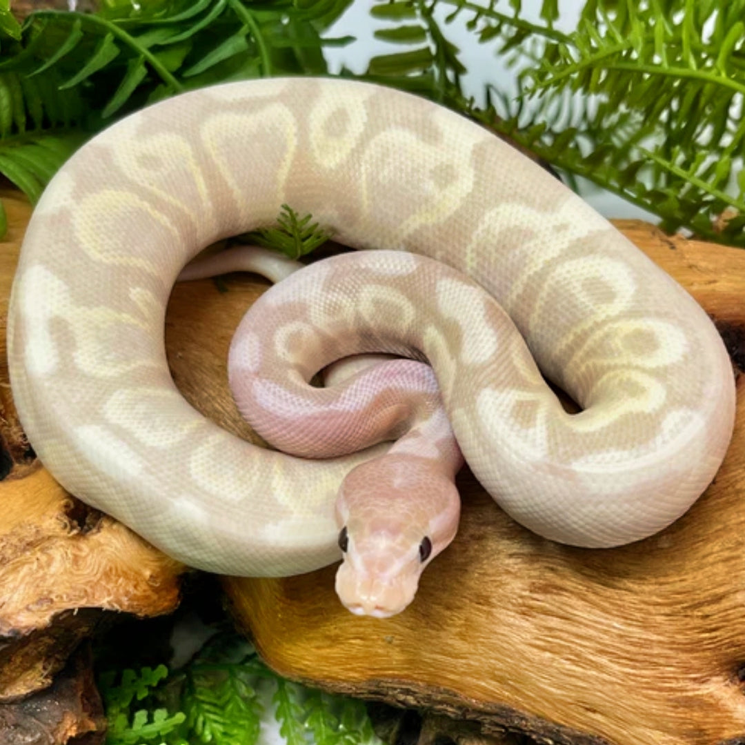 Super Spider Ball Python