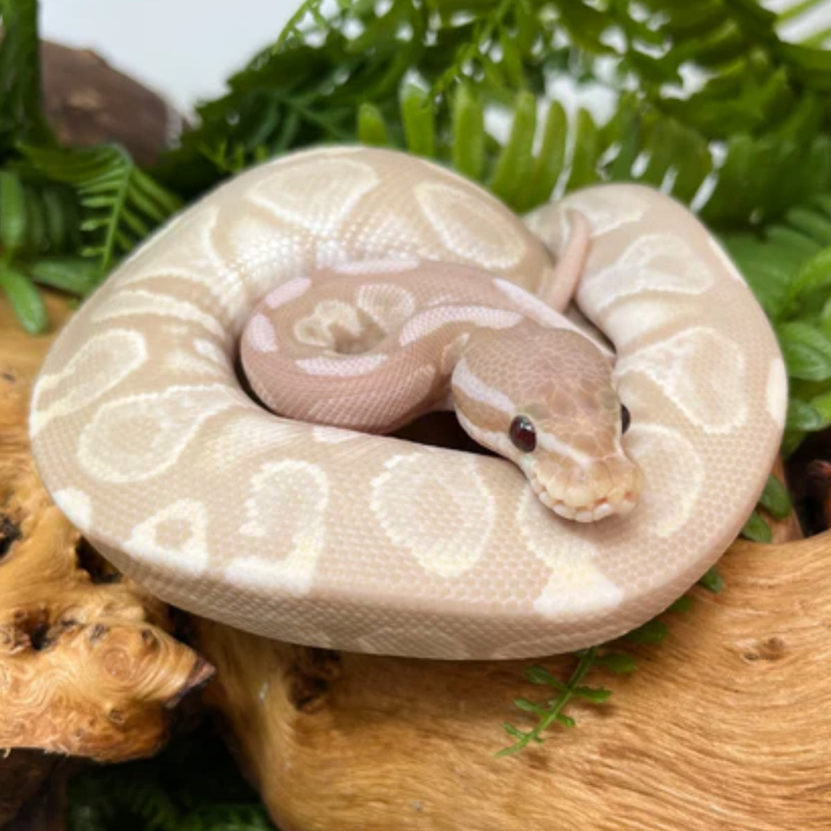 Cinnamon Ball Python Vs Normal