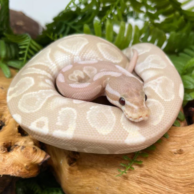 Buy Super Banana Ball Pythons – Big Apple Herp - Reptiles For Sale