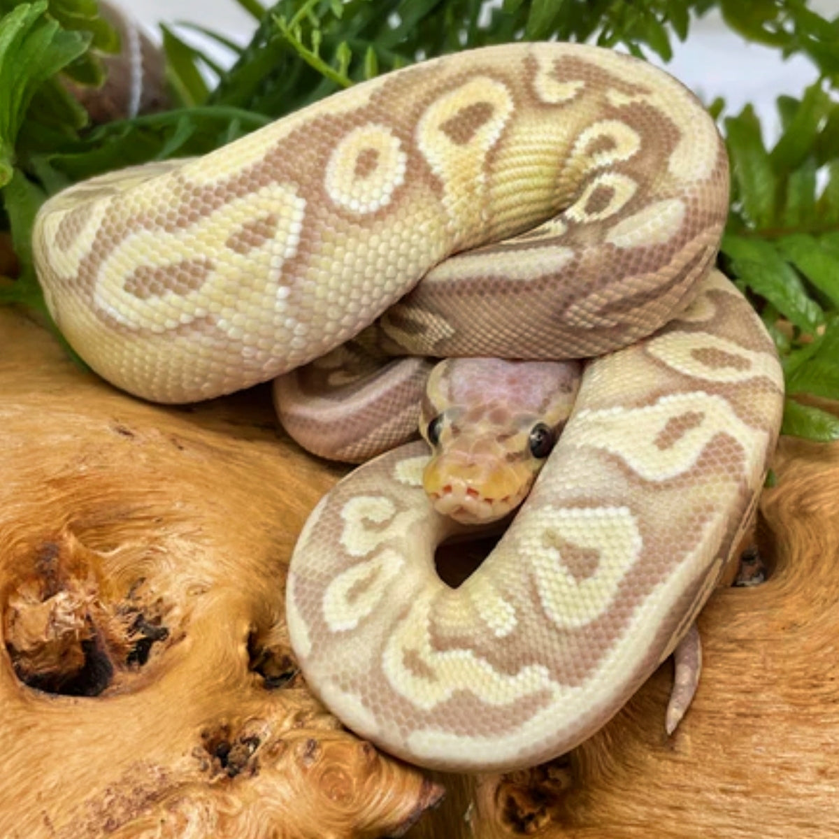 Super Banana Ball Python