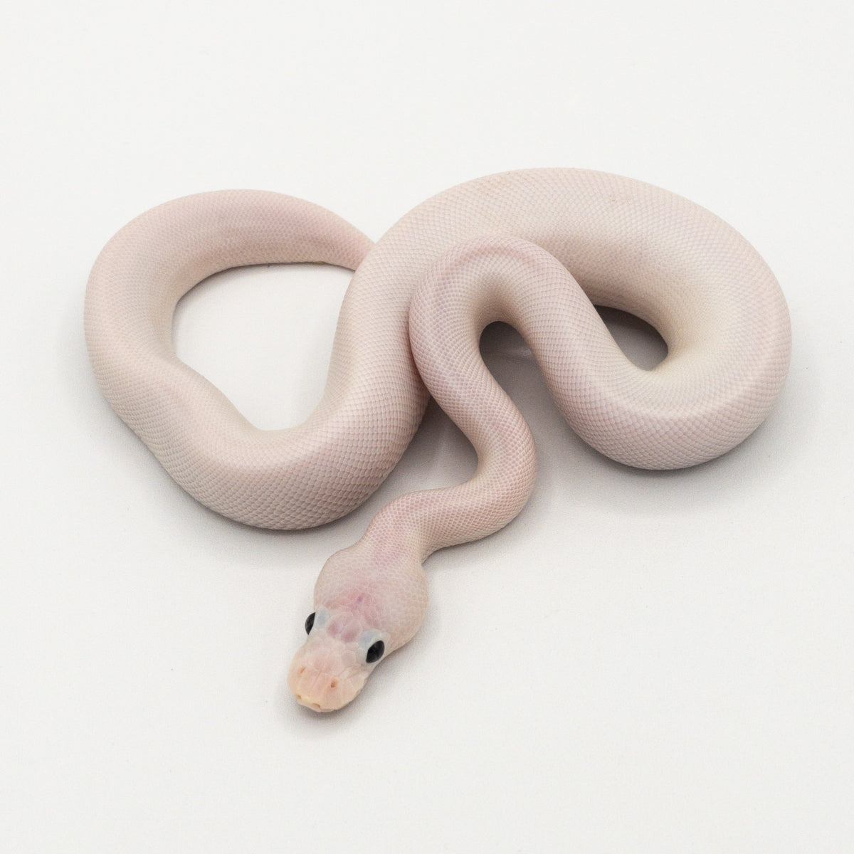 Pastel Super Fire Ball Python