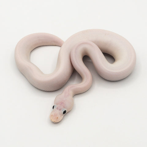 Super Fire (Black Eyed Lucy) Ball Python (Actual Photo)