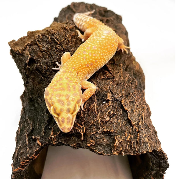 Leopard Geckos for sale Big Apple Pet Supply