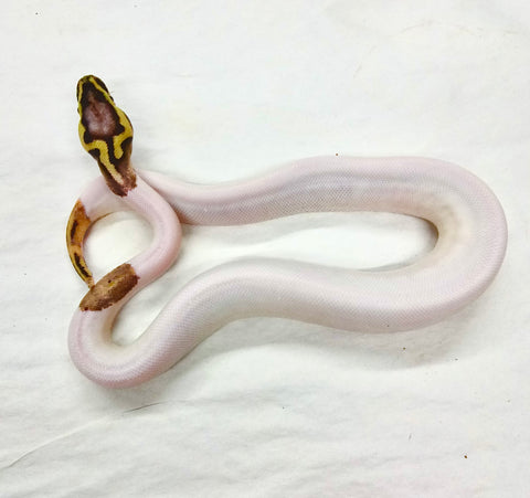 Super Pastel Piebald Python (Actual One)