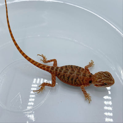 Red Translucent Bearded Dragons