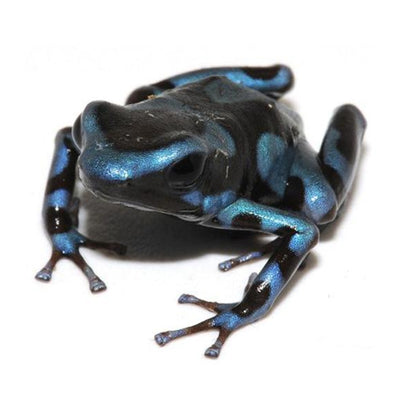 Super Blue Auratus Dart Frogs