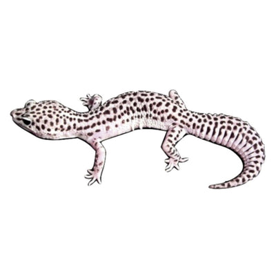 Super Snow Leopard Geckos