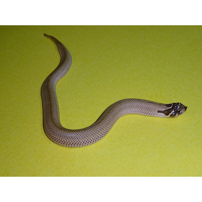 Western Hognose Snakes (HUGE ADULT LIST)