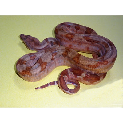 T+ Albino Sunglow Boas