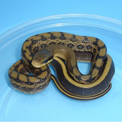 Taiwan Beauty Rat Snakes