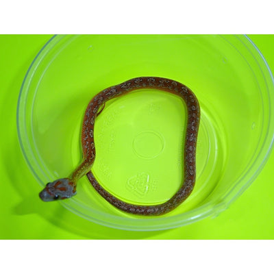 Tessera Blood Corn Snakes